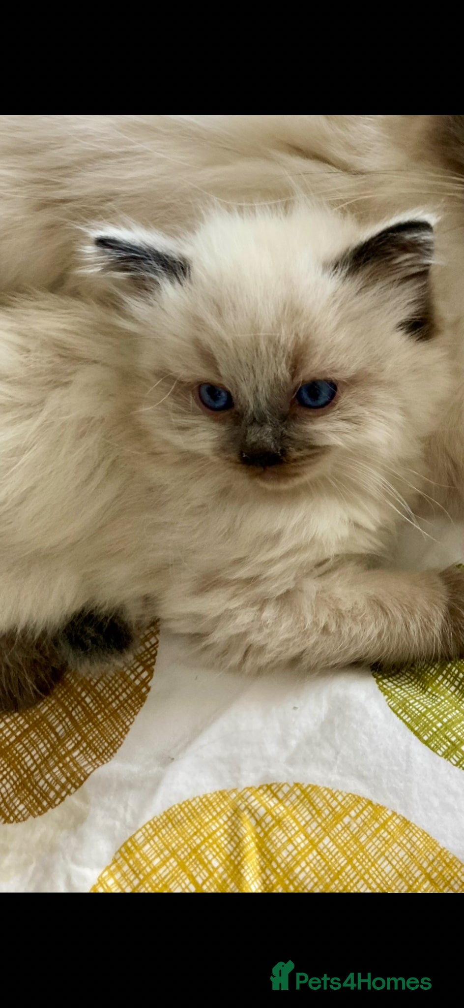 Ragdoll cats ❤️ WAITING LIST NOW OPEN !!!! ❤️ - Advert 10