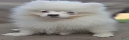 Pomeranian dogs for sale: Beautiful pomeranian  puppies ready to go - Advert 17