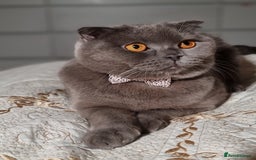 British Shorthair cats for sale: Adorable British blue Shorthair Kittens  - Image 26