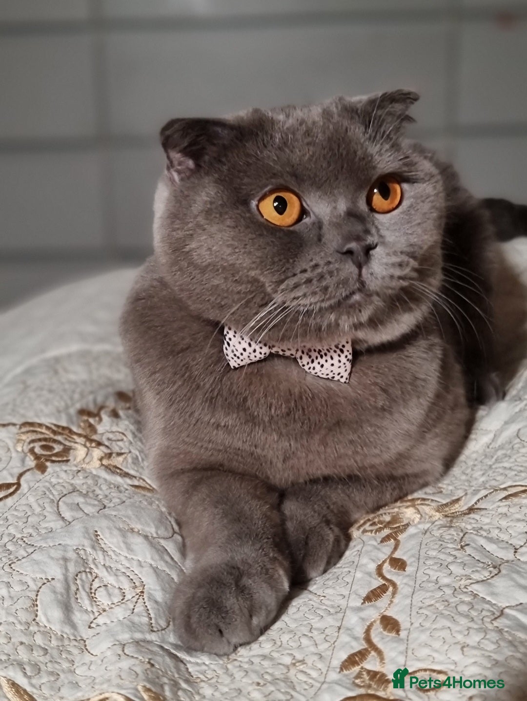 British Shorthair cats for sale: Adorable British blue Shorthair Kittens  - Image 26