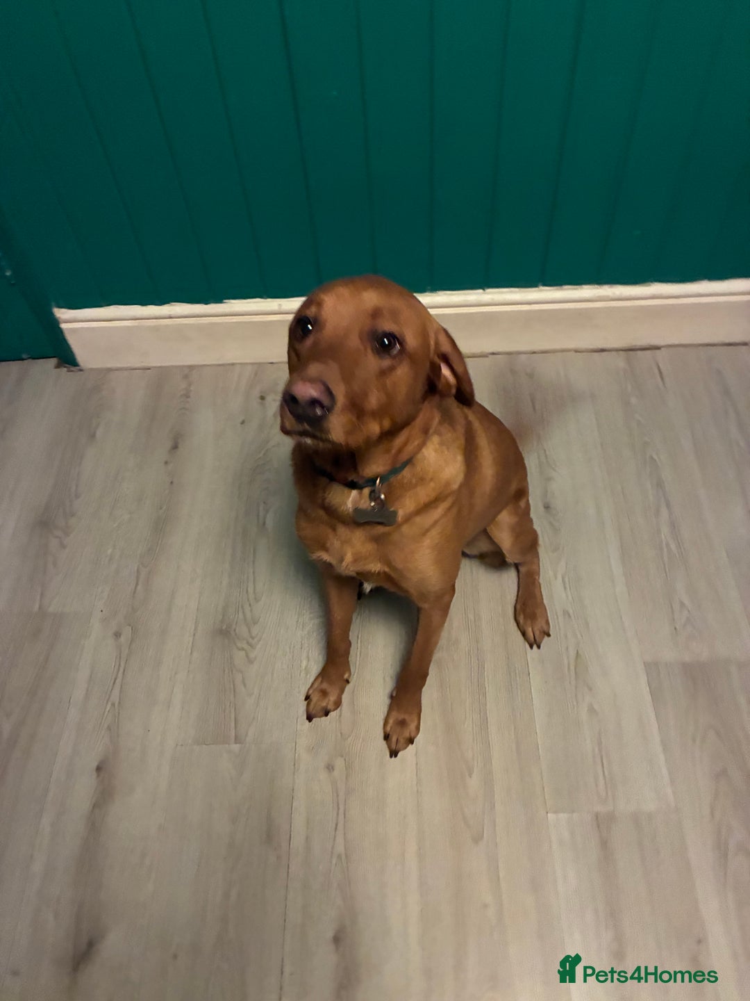 Labrador Retriever dogs for sale: Cosmo  - Image 5
