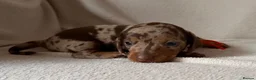 Dachshund dogs for sale: Dachshund puppies for sale - Advert 5