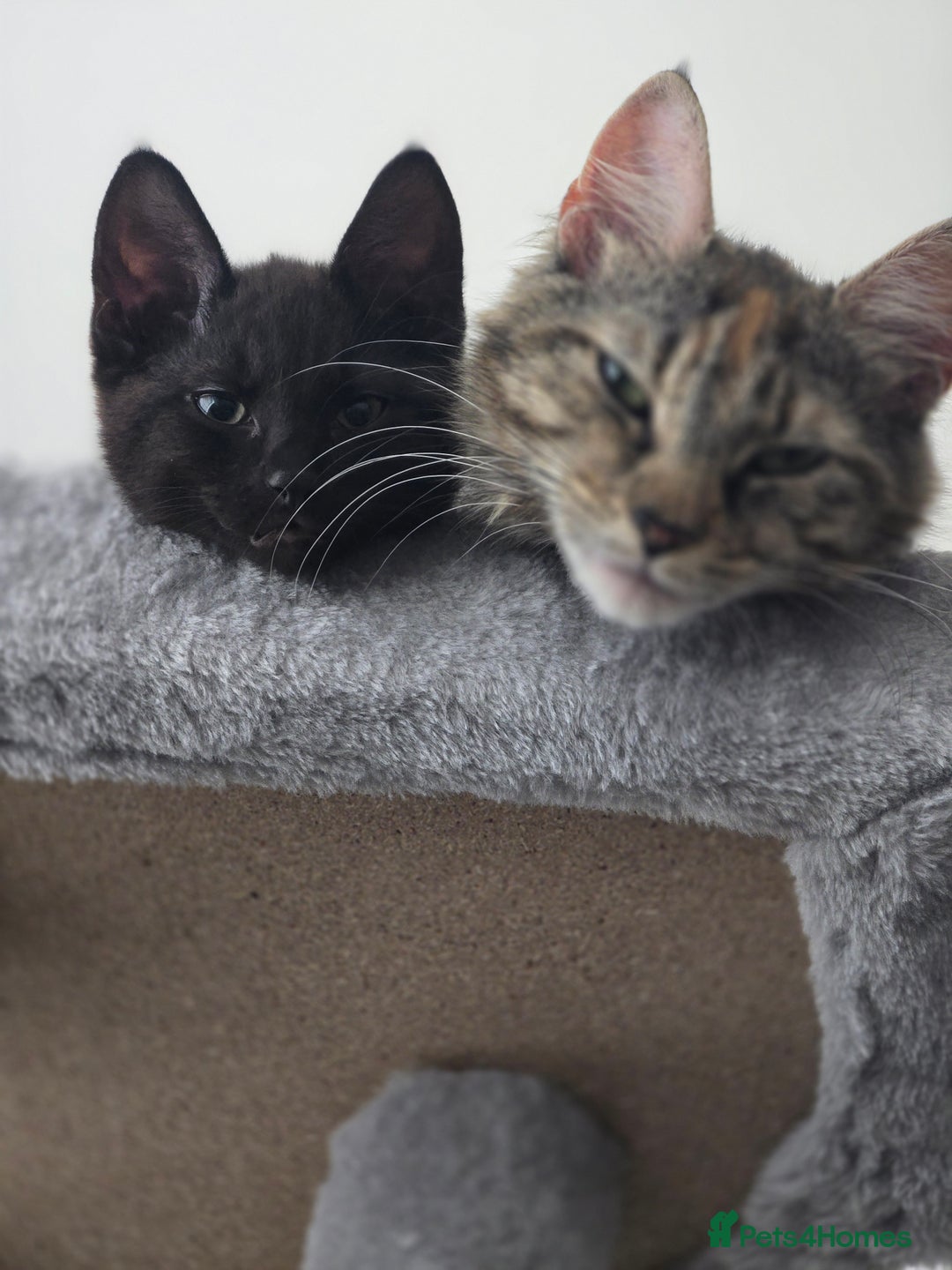 Mixed Breed cats for sale: Cute kittens  - Image 10