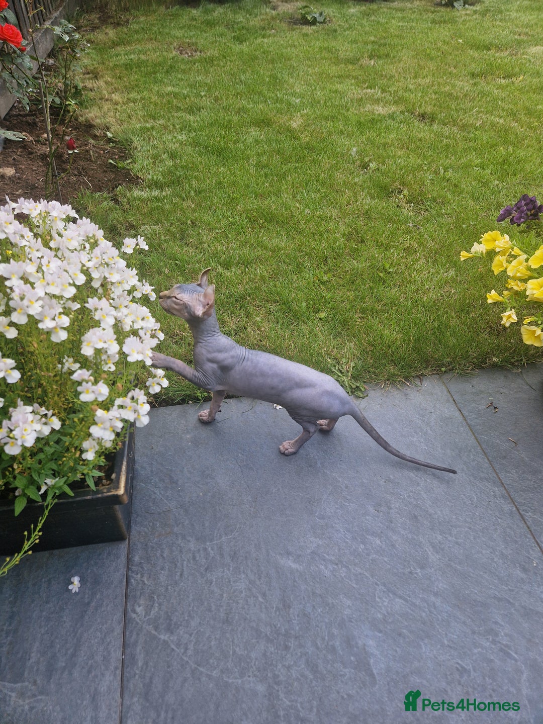 Sphynx cats for sale: Health checked fully vaccinated amazing kittens  - Image 3