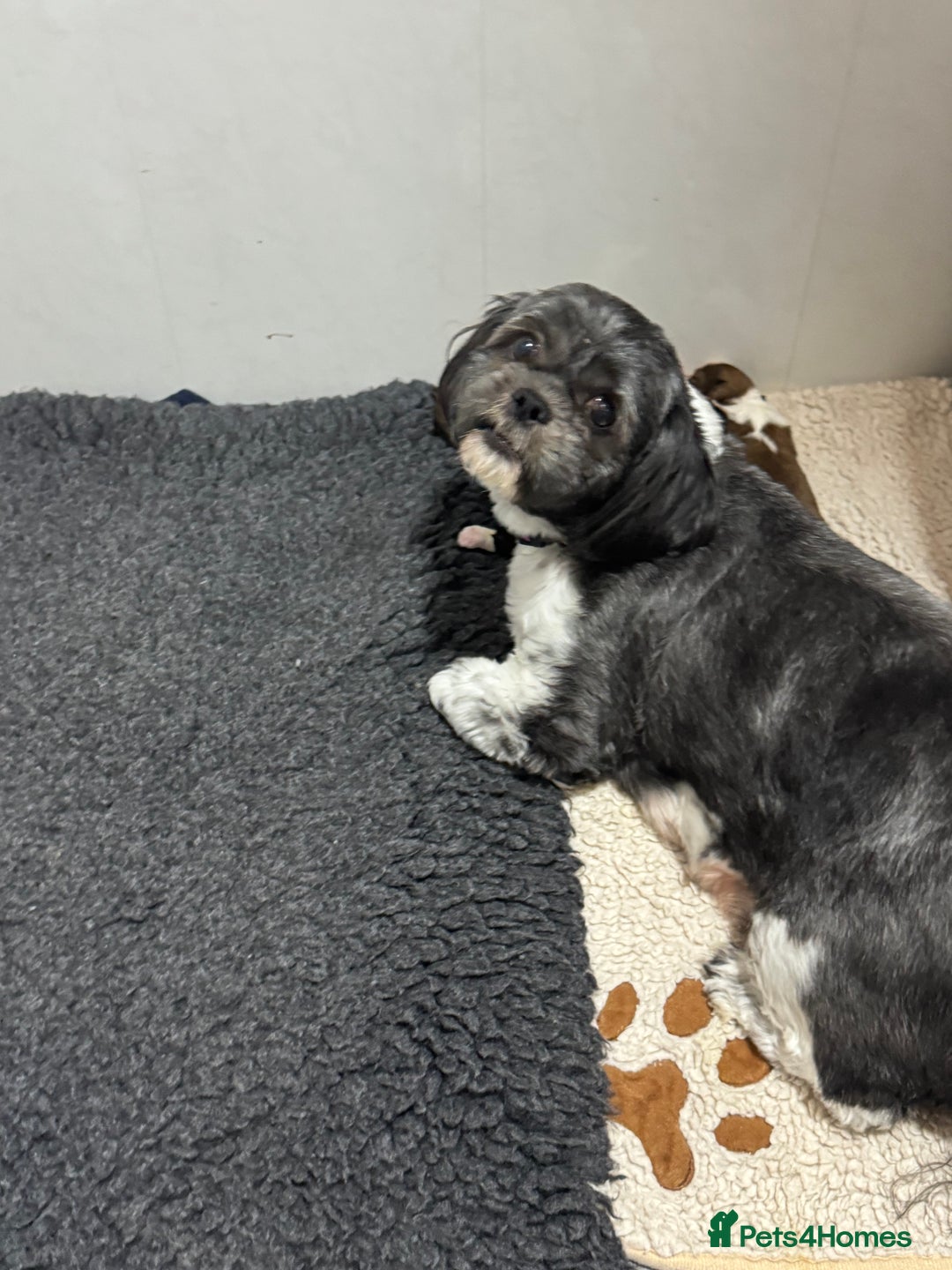 Shih Tzu dogs for sale: Shih Tzu puppies - Image 9