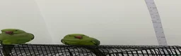 Ringnecks birds for sale: Beautiful Female Indian Ringneck–Friendly & Health - Advert 3