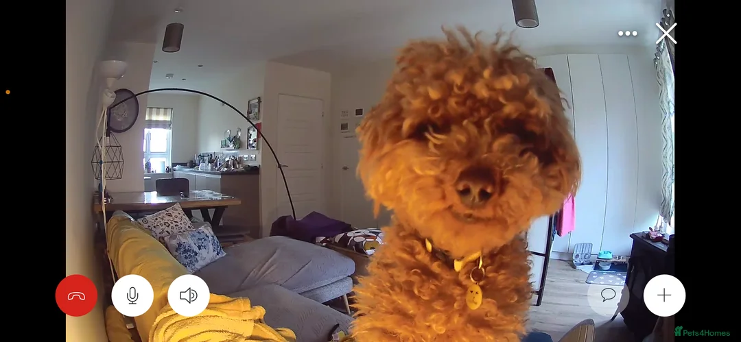 Toy Poodle dogs for stud: Simba as a Stud (born 28th March 2022) - Advert 5