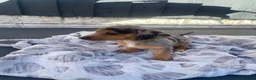 Mixed Breed dogs for sale: 3/4 miniature dachshund puppies  - Advert 6