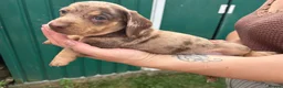 Miniature Dachshund dogs for sale: Miniature dachshunds  - Advert 28