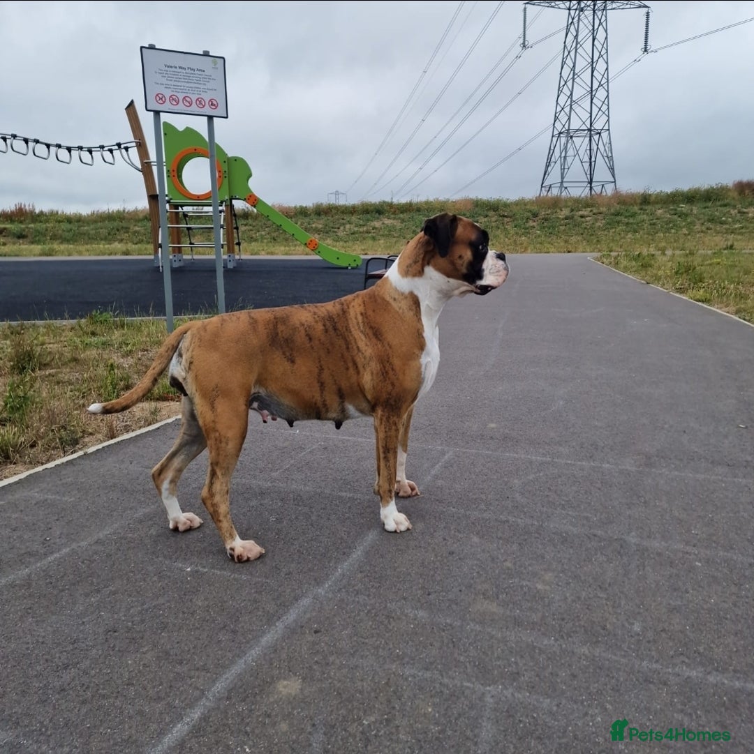Boxer dogs for sale: KC REGISTERED Puppies-1x Gourgess Puppy available - Image 14