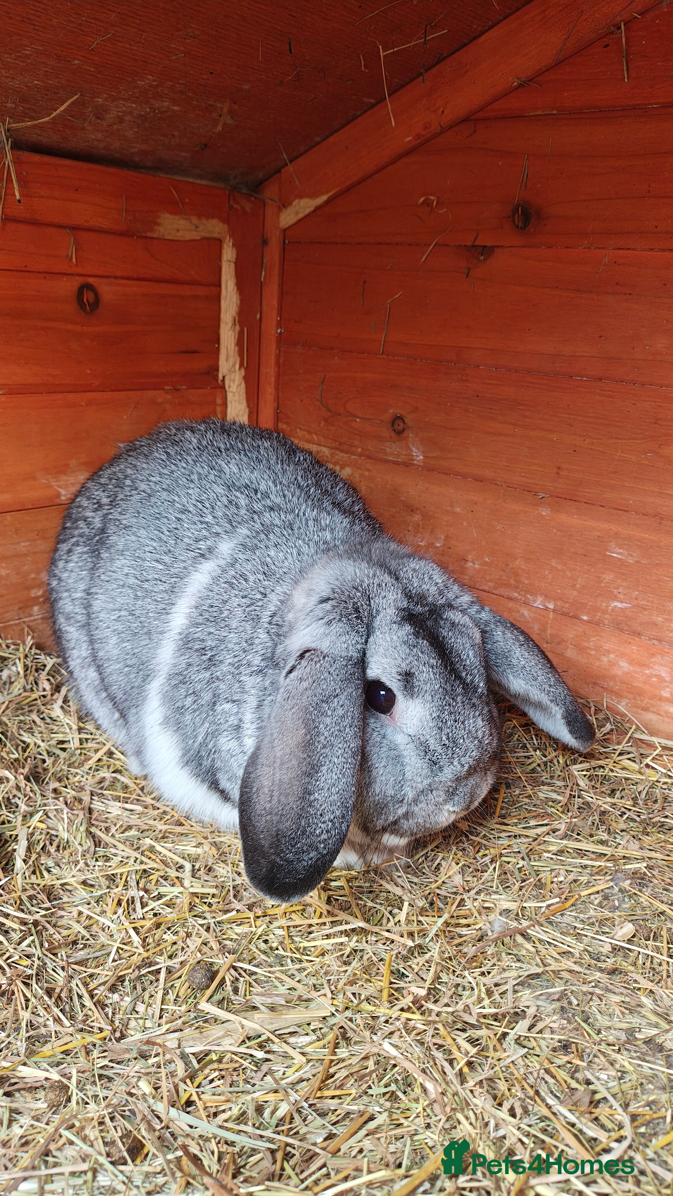 Mini Lop rabbits Monty - Advert 10