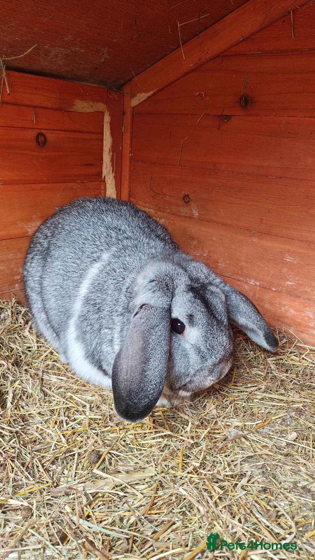Mini Lop rabbits for sale: Monty - Advert 1