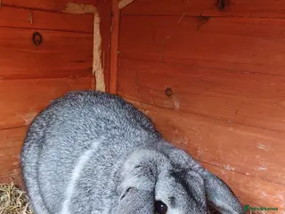 Mini Lop rabbits Monty - Advert 1