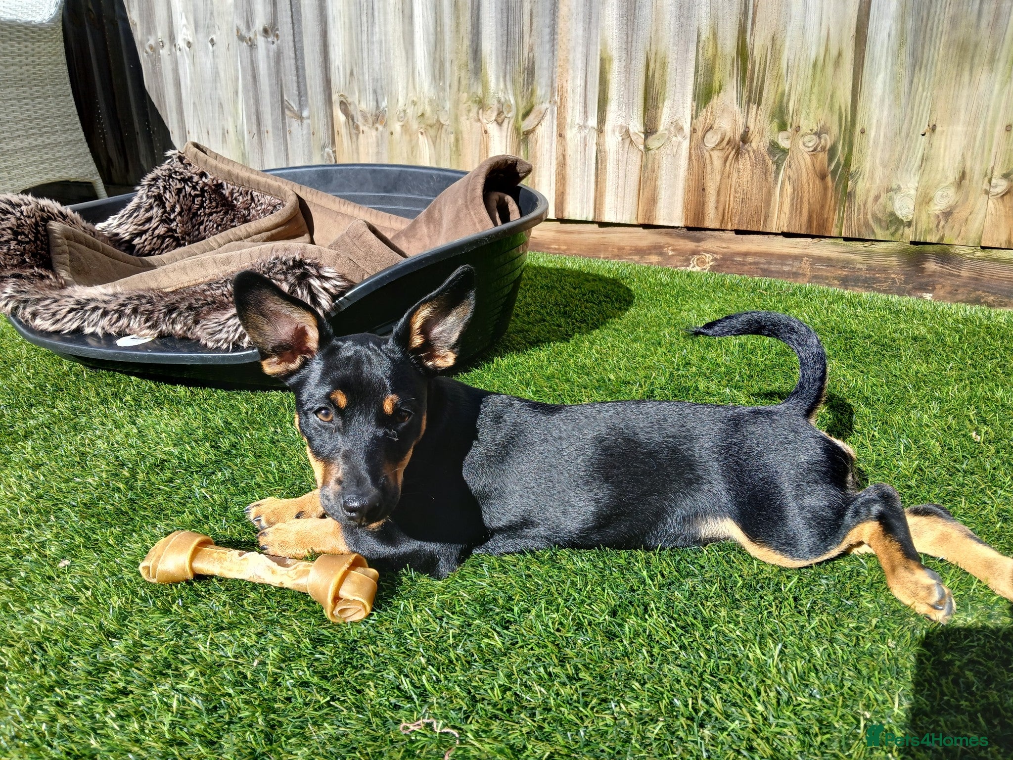 Jack Russell dogs Stunning black and tan female Jack Russel - Advert 1