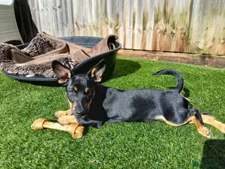 Jack Russell dogs Stunning black and tan female Jack Russel - Advert 1