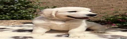 Golden Retriever dogs for sale: Stunning Goldens-Parents are School Wellbeing dogs - Advert 6