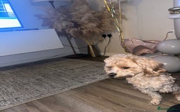 Maltipoo dogs for stud: Teddy in Bury - Image 3