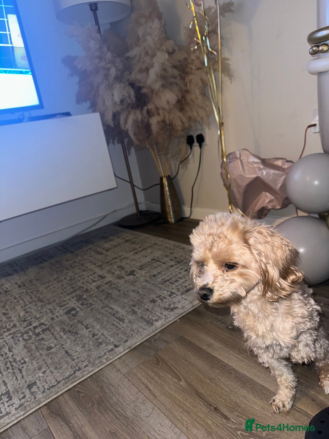 Maltipoo dogs for stud: Teddy in Bury - Image 3