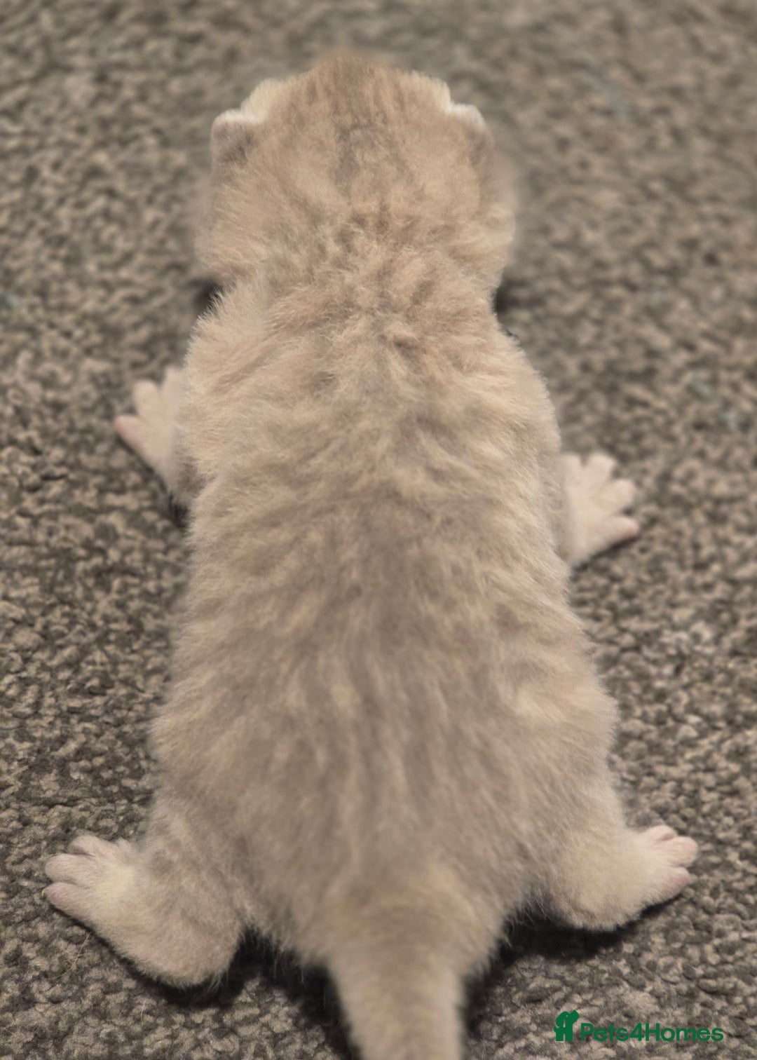 British Shorthair cats for sale: TICA registered BSH and BLH kittens - Advert 10