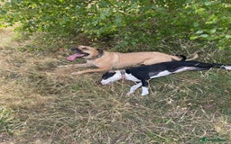 Mixed Breed dogs for sale: Bulldog cross  - Image 8