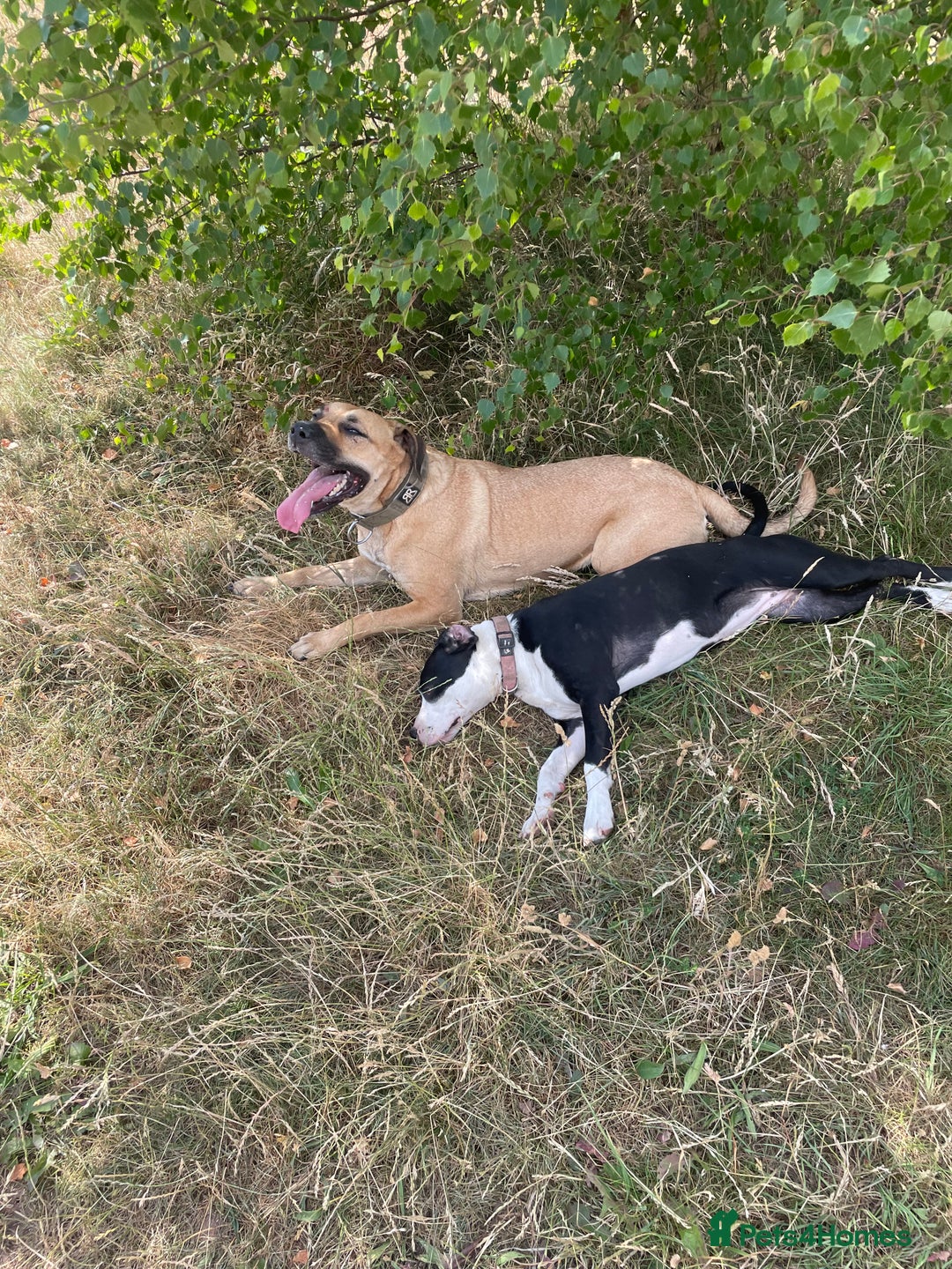 Mixed Breed dogs for sale: Bulldog cross  - Image 8