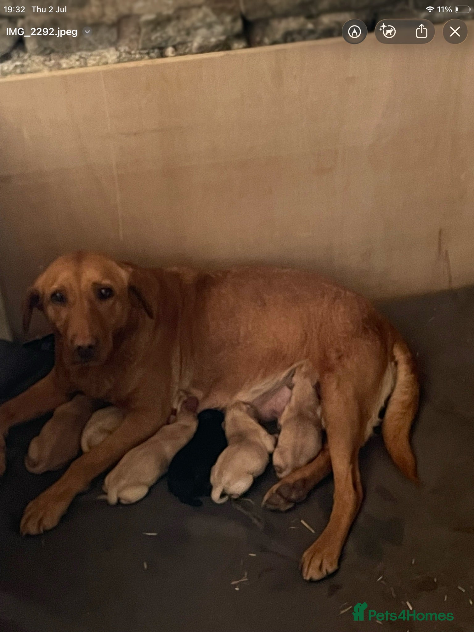 Labrador Retriever dogs Two male Labrador puppies ready for new homes  - Advert 9