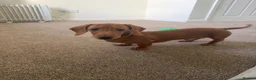 Miniature Dachshund dogs for sale: ⭐️⭐⭐️⭐️⭐️ Last 1 Male Miniature Dachshund Left - Advert 6