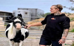Miniature horses for sale: Mini cob  - Image 1