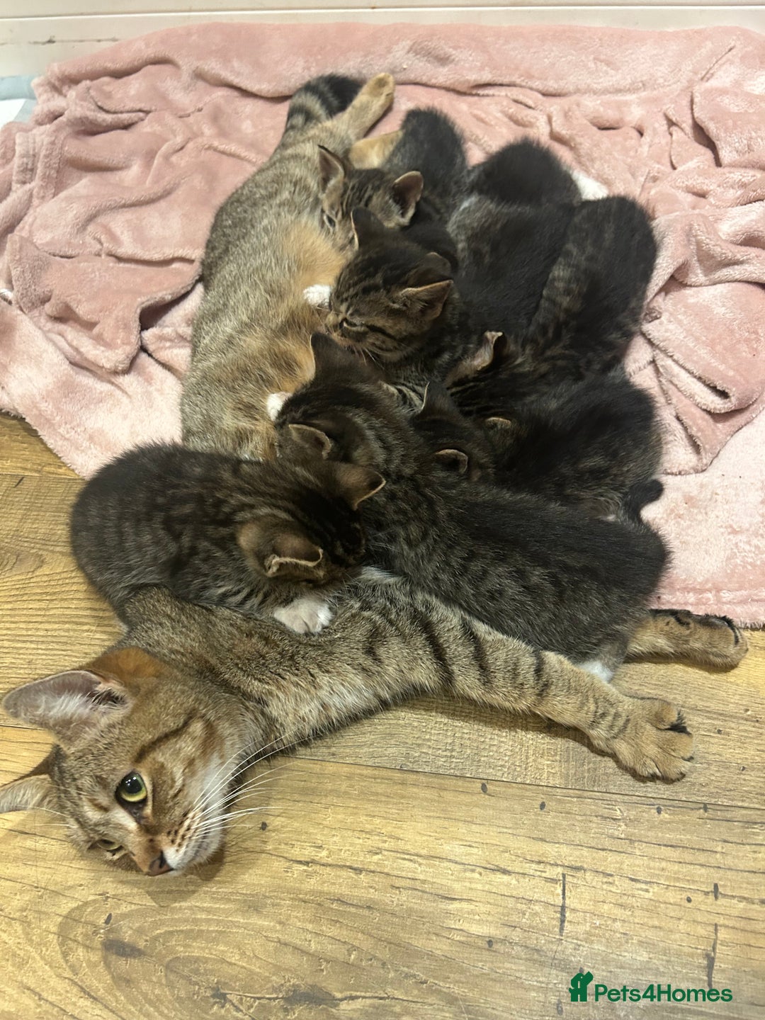 Mixed Breed cats for sale: Kittens lovely kittens  - Advert 18