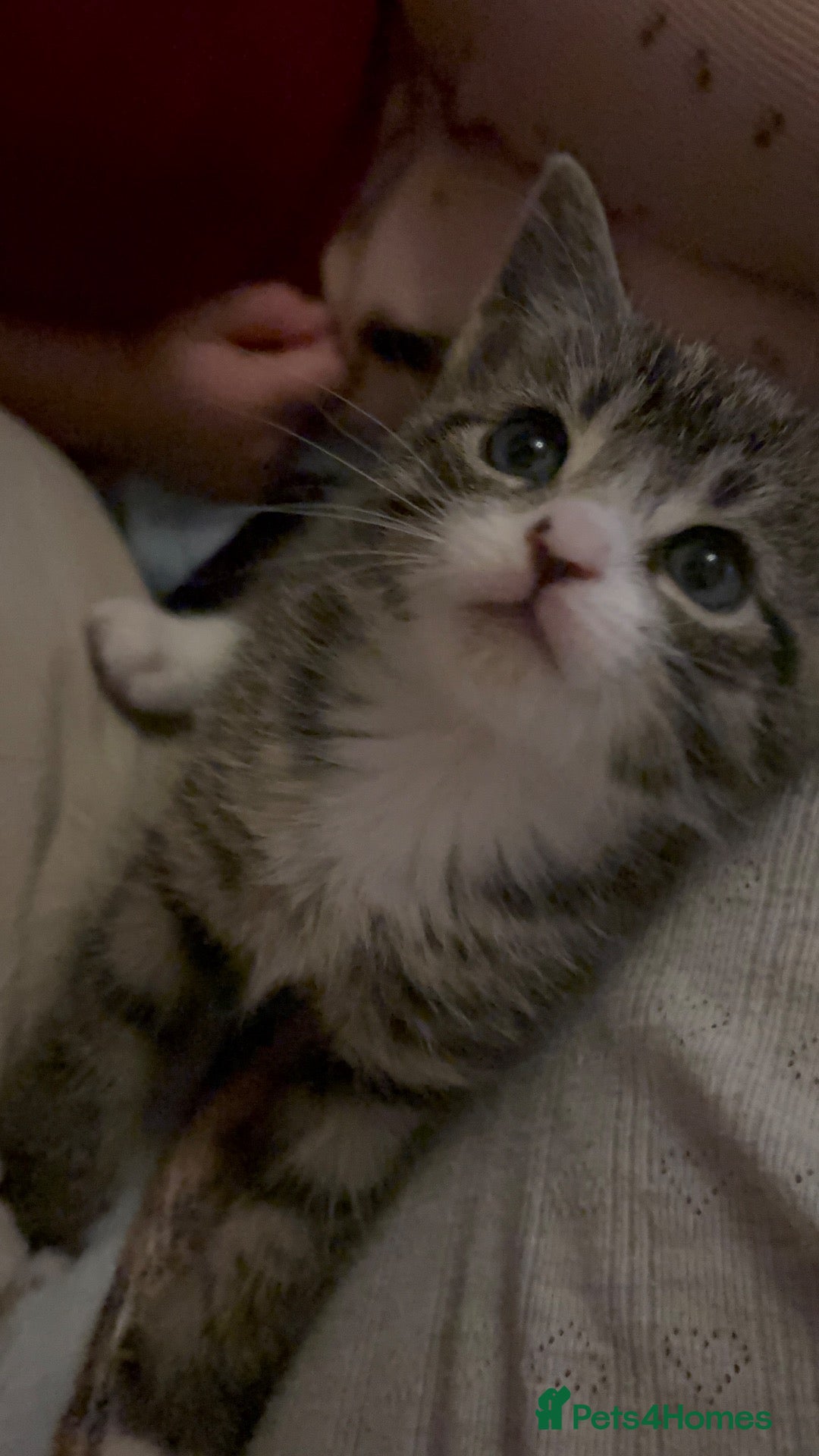 Mixed Breed cats 5 beautiful kittens for new homes - Advert 15