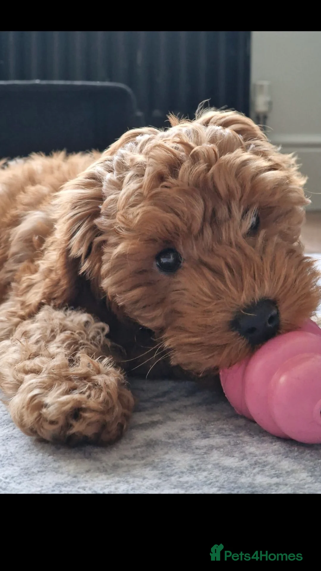 Toy Poodle dogs for stud: Proven Toy Poodle For Stud in Canterbury - Advert 7