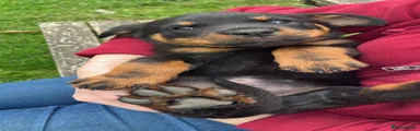Rottweiler Puppy 6