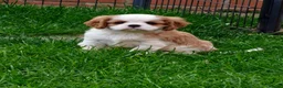 Cavalier King Charles Spaniel dogs for sale: Gorgeous KC Cavaliers from Health Tested Parents  - Advert 5
