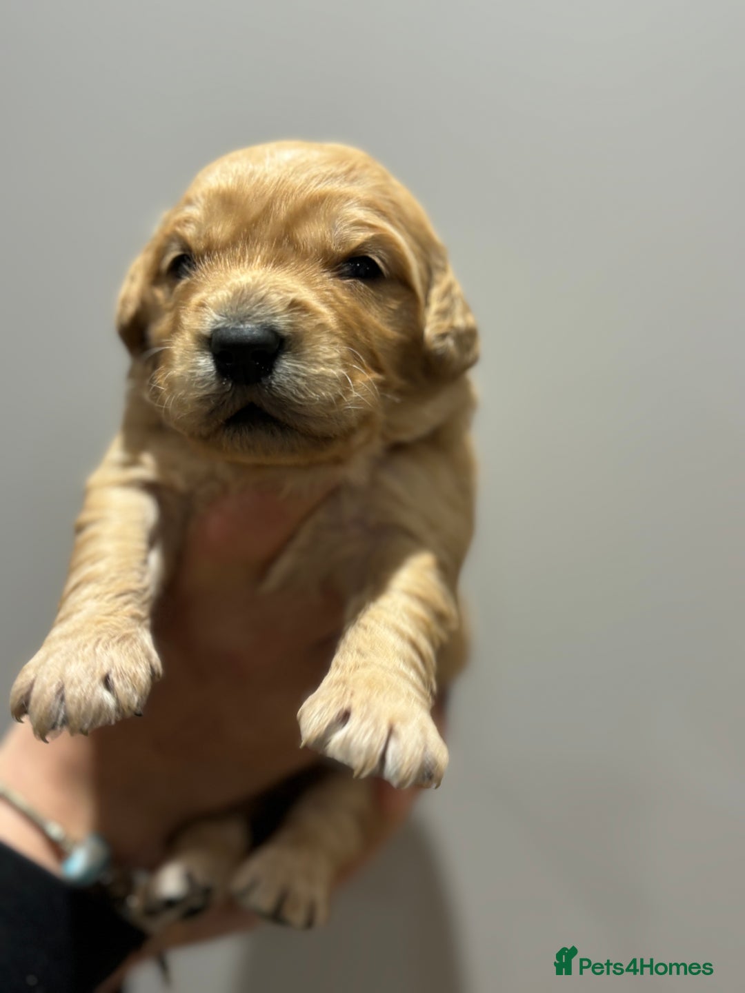 Goldendoodle dogs for sale: Gorgeous F1 Golden Doodles ❤️ - Advert 15