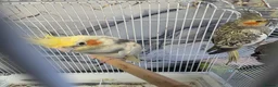 Cockatiels birds for sale: Cockatiels  - Advert 3