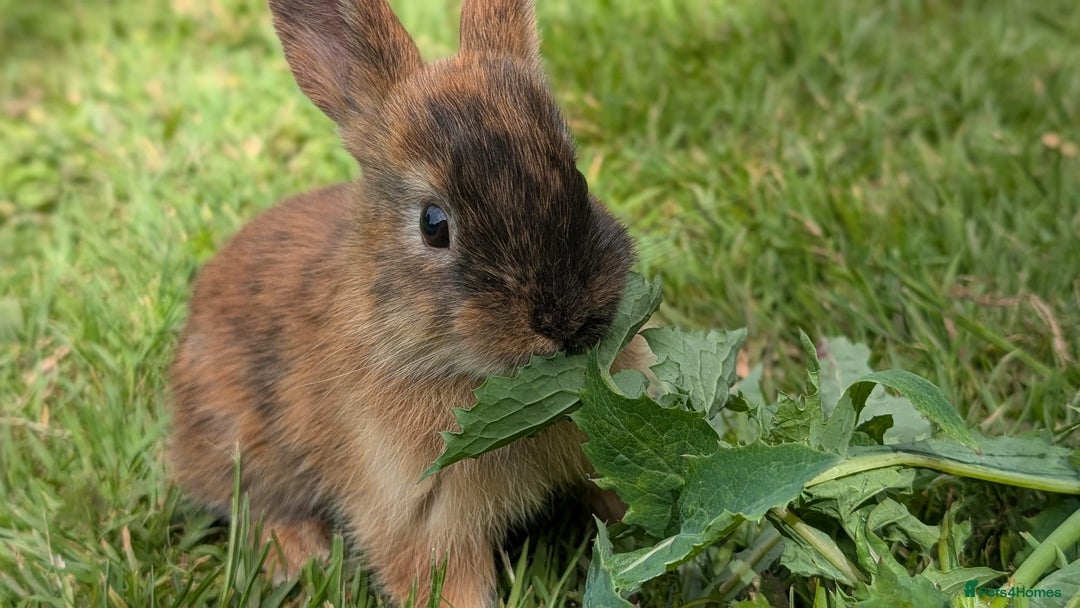 Rex rabbits for sale: Beautiful baby bunnies 8 weeks old - Image 2