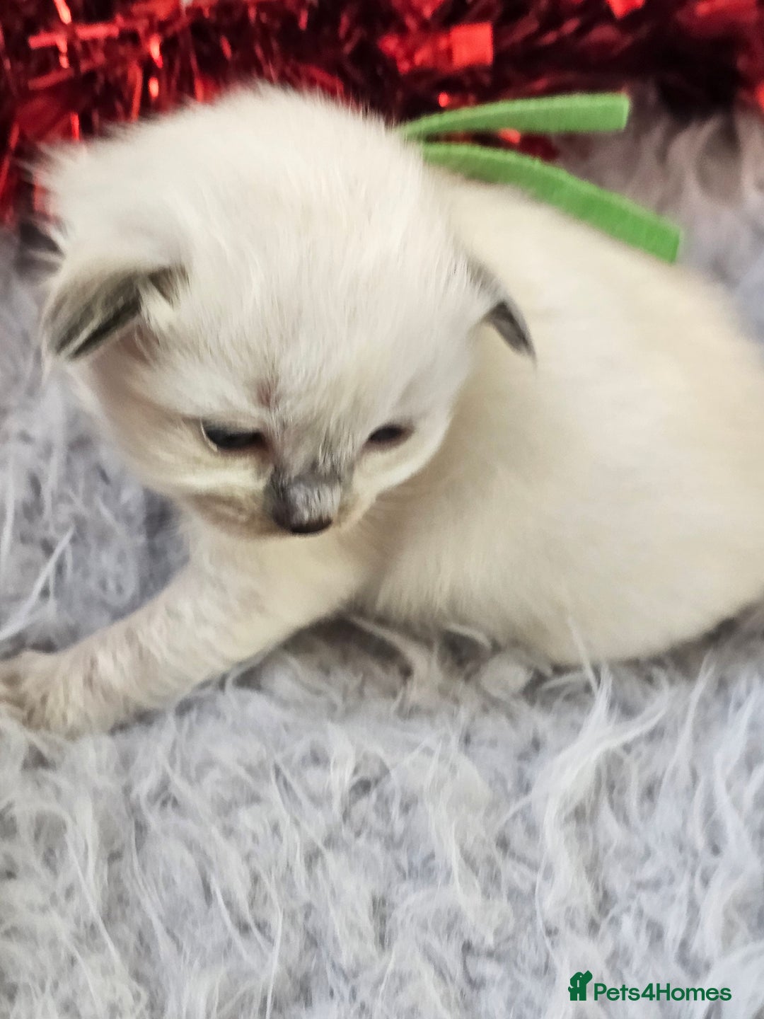 Ragdoll cats for sale: 8 beautiful ragdolls ready for Christmas 🎁 - Advert 25