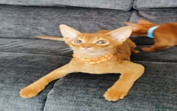Abyssinian cats for sale: Ready now! Beautiful Abyssinians kittens❤️😍🤗 - Image 5