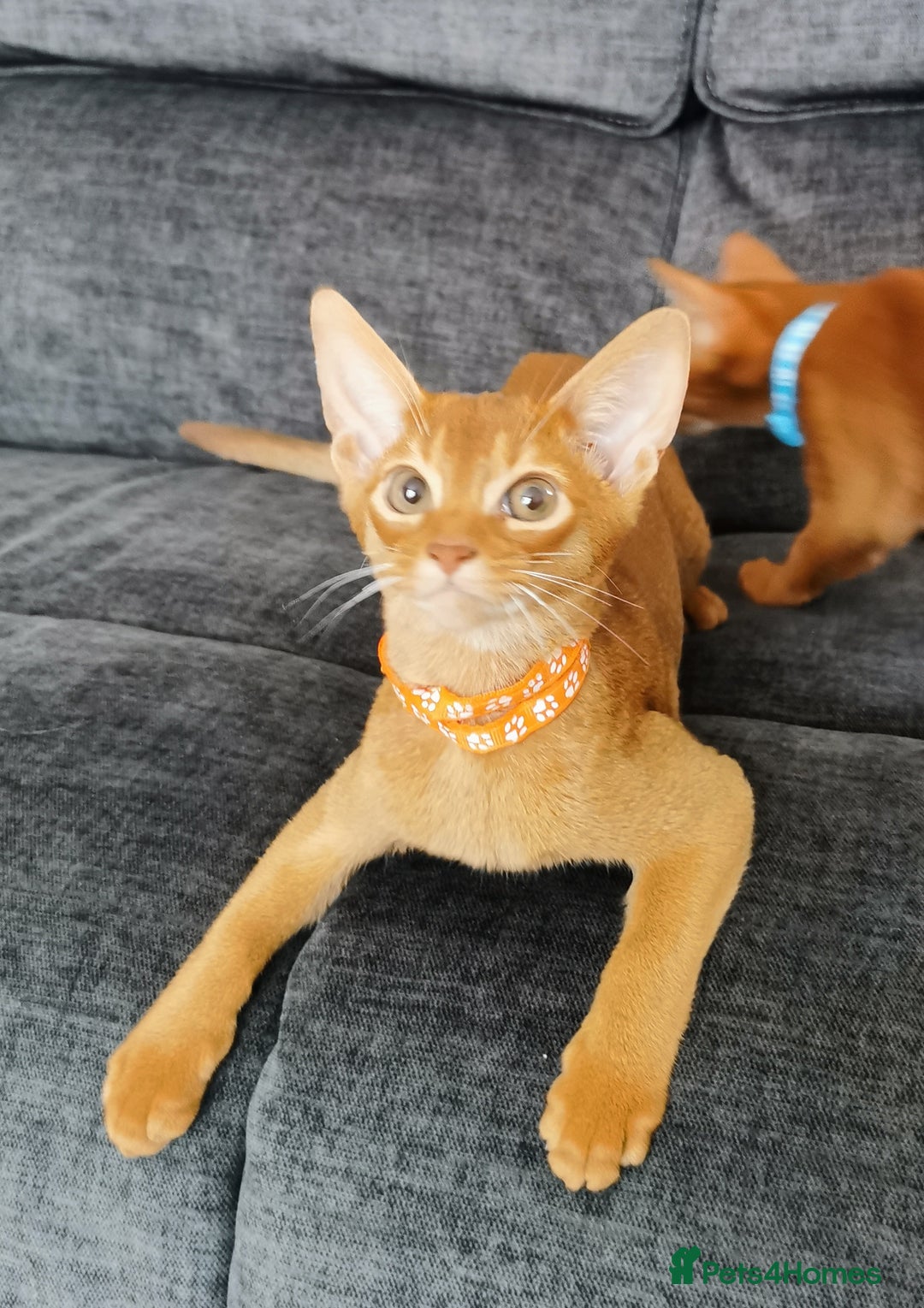 Abyssinian cats for sale: Ready now! Beautiful Abyssinians kittens❤️😍🤗 - Image 5