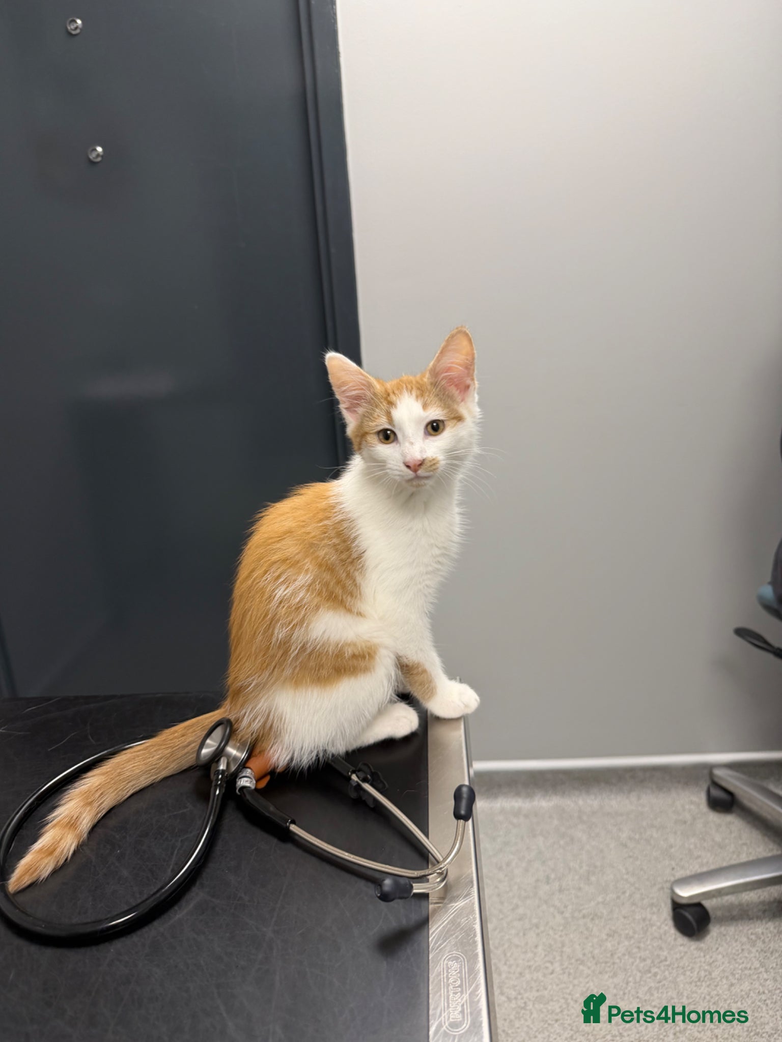 Mixed Breed cats for sale: Beautiful male kitten - Advert 8