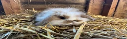Mini Lop rabbits for sale: Gorgeous pure Mini lops and mini lion lops  - Advert 19