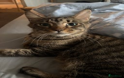 Mixed Breed cats for sale: Maine coon/moggy - Image 5