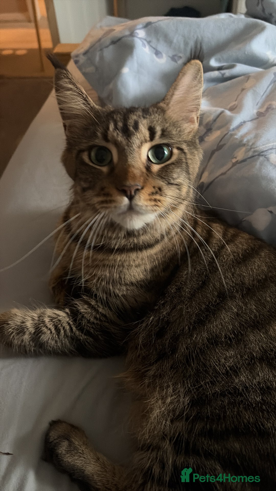 Mixed Breed cats for sale: Maine coon/moggy - Image 5