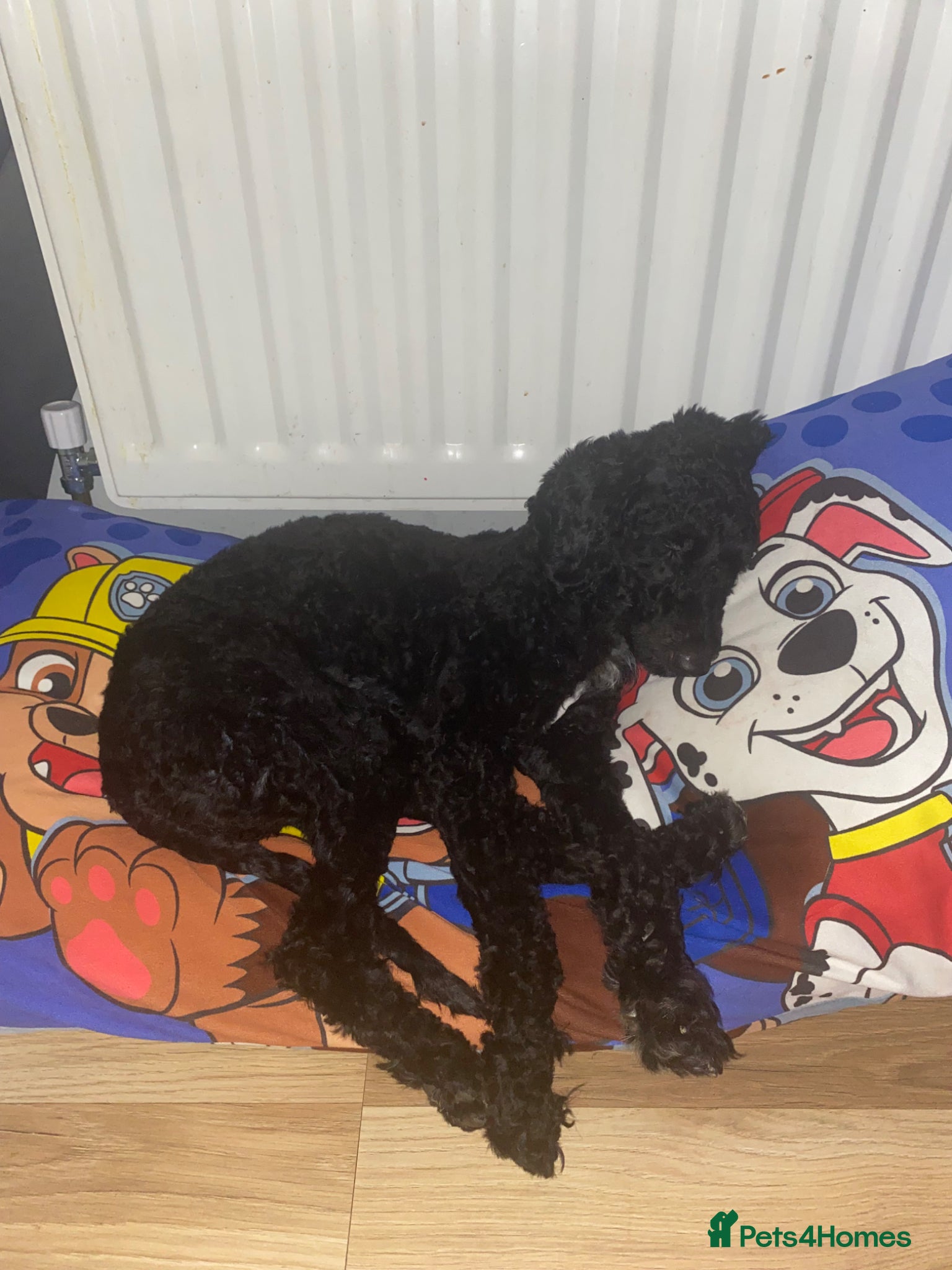 Cockapoo dogs Cockapoo female for sale  - Advert 2