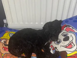 Cockapoo dogs Cockapoo female for sale - Advert 2