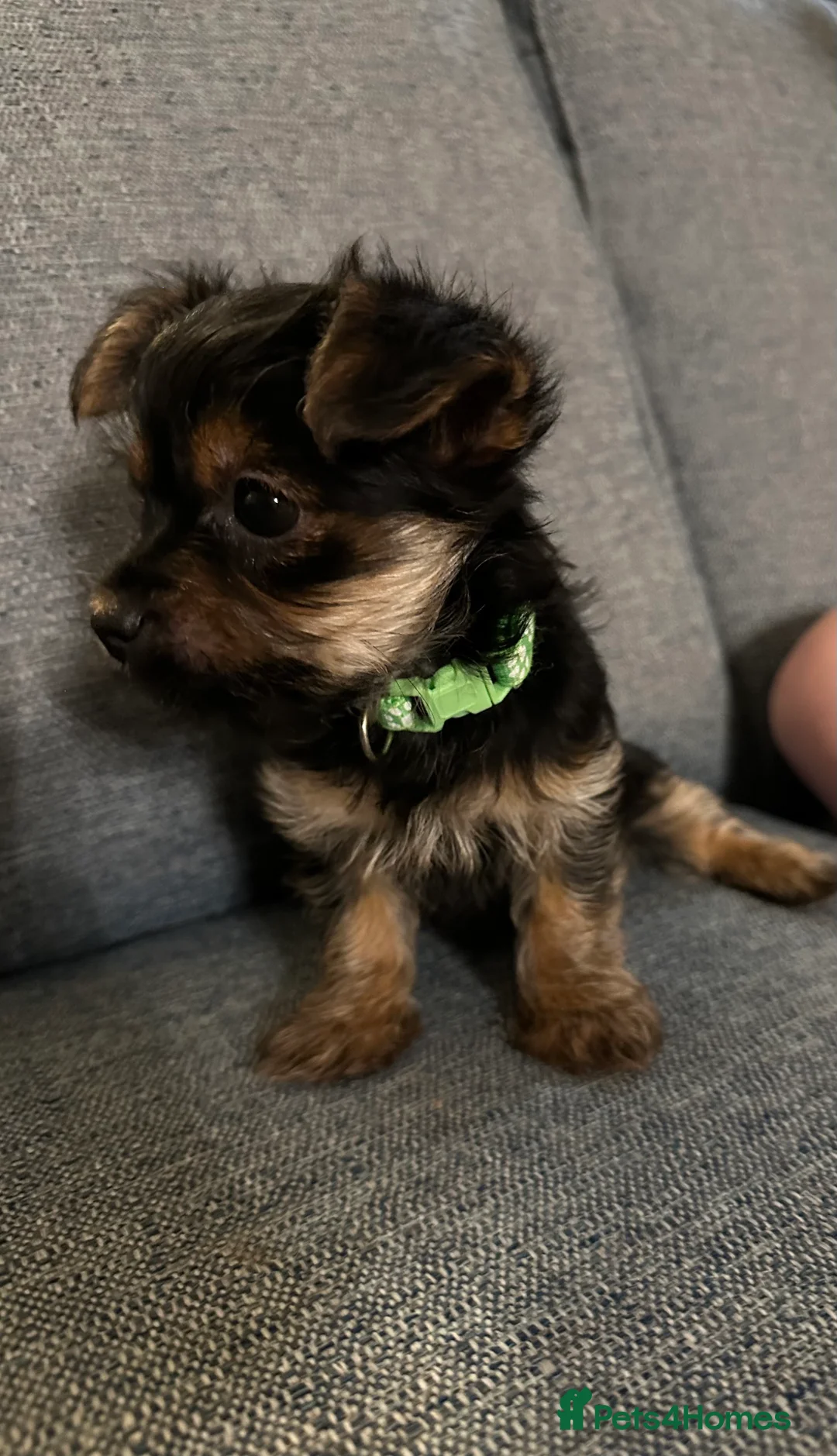 Yorkshire Terrier dogs for sale: READY NOW !! MINI YORKSHIRE TERRIERS FOR SALE - Advert 14