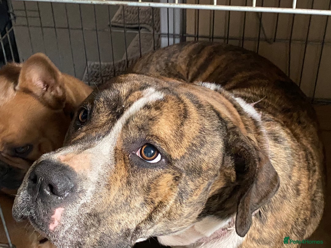 American Bulldog dogs for sale: Female American Bulldog  - Image 1