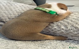 English Bulldog dogs for sale: English Bulldog puppies for sale KC registered  - Image 11