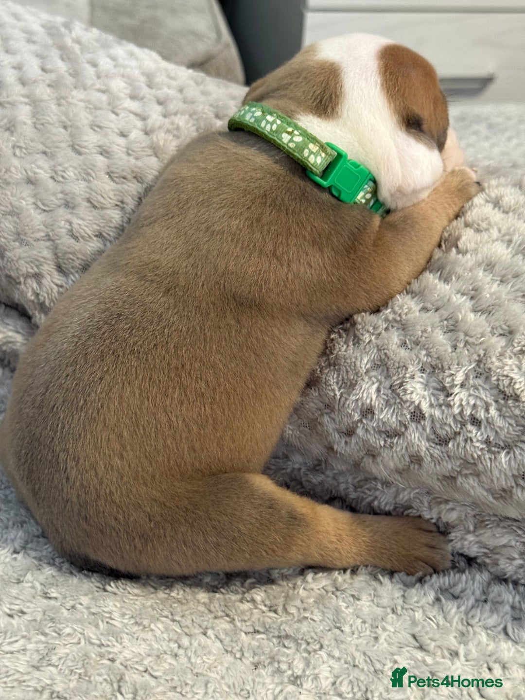 English Bulldog dogs for sale: English Bulldog puppies for sale KC registered  - Image 11