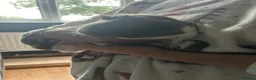 Guinea Pig rodents for sale: Guinea pig for sale - Advert 4